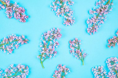 Mor leylak çiçeği ve mavi arka planda dal deseni. Üst manzara, çiçek düzlüğü..