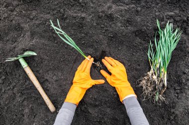 Bahar bahçesi aktivitesi. Dişi eller bitkileri nergisler. Bahçe aletleri. Üst görünüm.