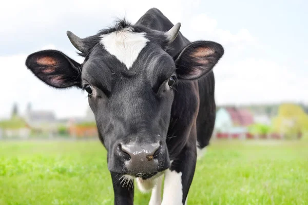 Портрет Смішної Плямистої Корови Фоні Зеленого Поля Красива Смішна Корова — стокове фото