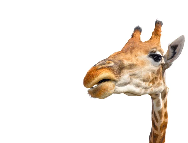 Jolie Girafe Isolee Sur Fond Blanc Drole De Tete De Girafe Isolee La Girafe Est Le Jolie Girafe Isolee Sur Fond Blanc Drole De Tete De Girafe Isolee La Girafe Est Le