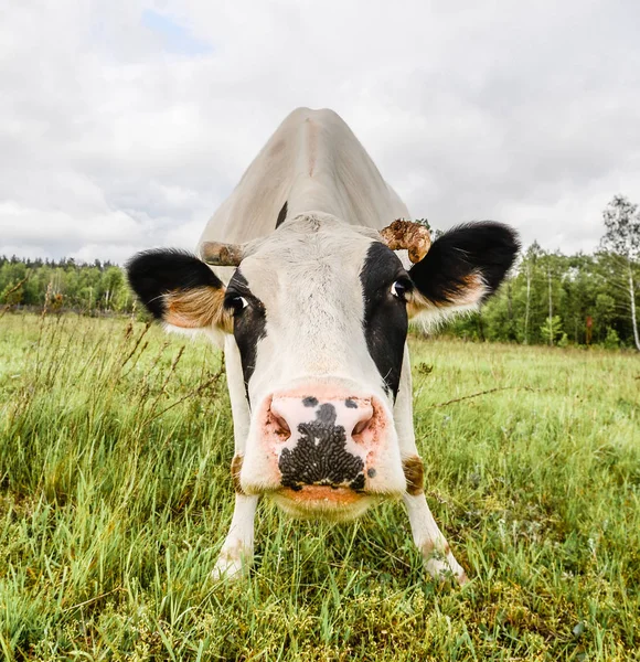 Vache Dans Un Paturage De Ferme De Printemps Tres Drole Vache Noire Et Blanche Se Trouve Sur L Herbe Animaux De Ferme Pis Exploitation Agricole Stock Photo Vache Dans Un Paturage De Ferme De Printemps Tres Drole Vache Noire Et Blanche Se Trouve Sur L Herbe Animaux De Ferme Pis Exploitation Agricole Stock Photo