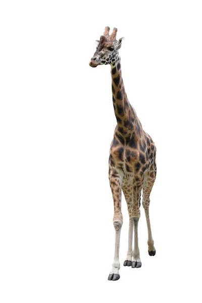 Jolie Girafe Isolee Sur Fond Blanc Drole De Tete De Girafe Isolee La Girafe Est Le Plus Grand Et Le Plus Grand Animal Vivant Du Zoo Belle Girafe Isolee Sur Blanc Visage Jolie Girafe Isolee Sur Fond Blanc Drole De Tete De Girafe Isolee La Girafe Est Le Plus Grand Et Le Plus Grand Animal Vivant Du Zoo Belle Girafe Isolee Sur Blanc Visage