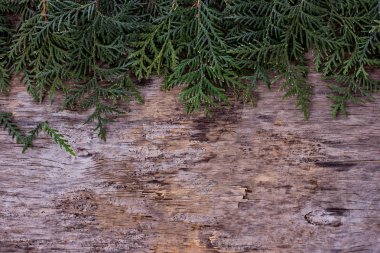 dalları Mazı. Noel arka plan