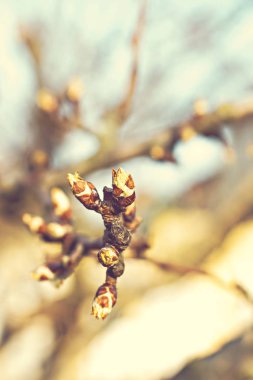 İlk Bahar nazik bırakın