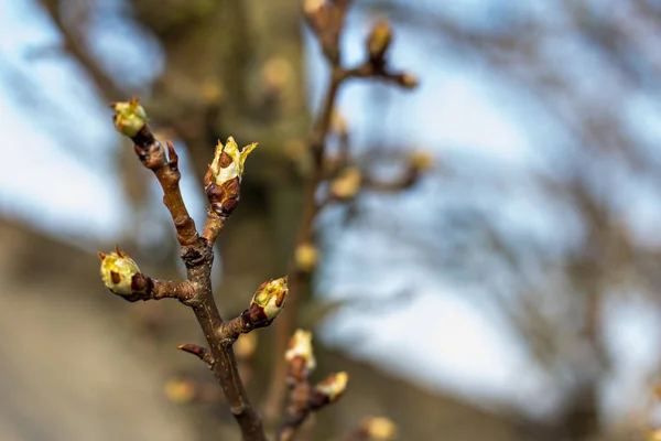 The first spring gentle leave — Stock Photo, Image