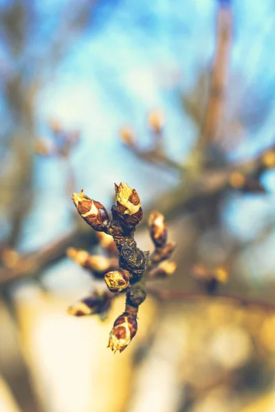 The first spring gentle leaves — Stock Photo, Image