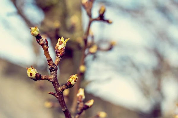 The first spring gentle leaves — Stock Photo, Image