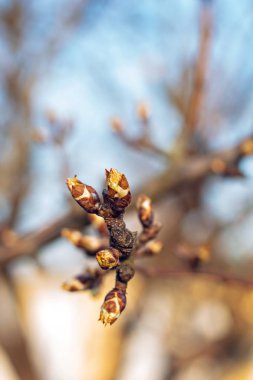 İlk Bahar yumuşak yaprakları,
