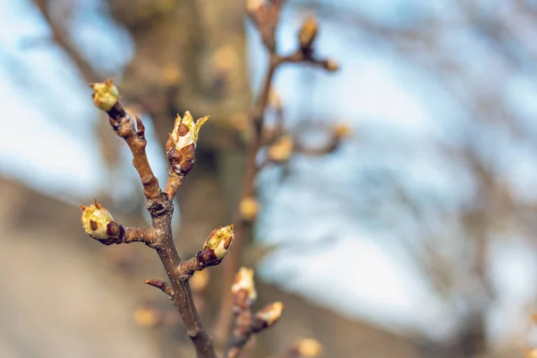 The first spring gentle leaves, — Stock Photo, Image
