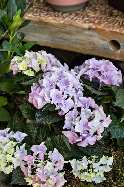 Um buquê de flores bonitas — Fotografia de Stock