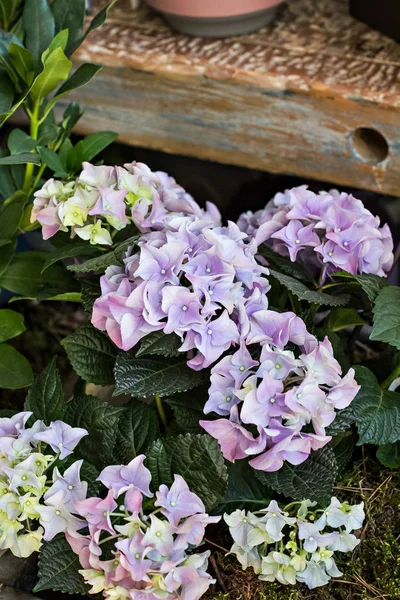 Un ramo de hermosas flores — Foto de Stock