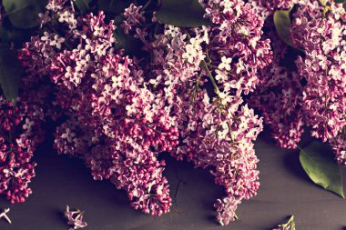 koyu ahşap arka plan üzerinde Eflatun çiçekler