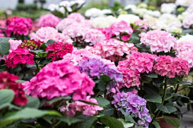 Hydrangea macrophylla. Güzel çiçekler. 