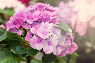 Hydrangea macrophylla. Güzel çiçekler. 