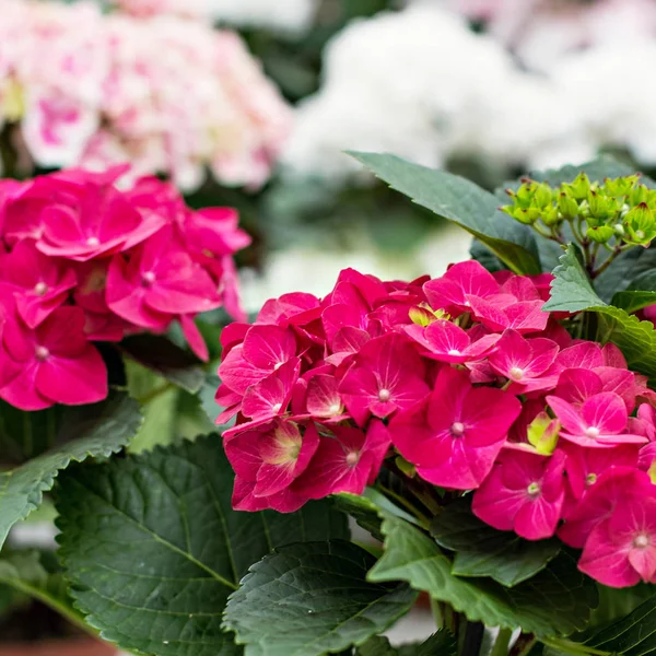 Hydrangea macrophylla. Güzel çiçekler. 