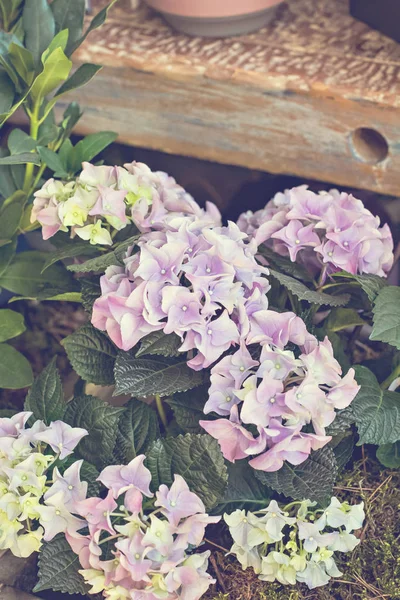 美しい花の花束 — ストック写真