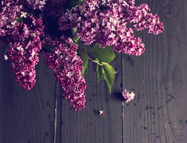 koyu ahşap arka plan üzerinde Eflatun çiçekler