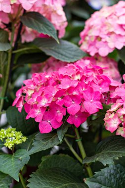 Hydrangea macrophylla. Güzel çiçekler.
