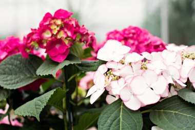 Hydrangea macrophylla. Güzel çiçekler.