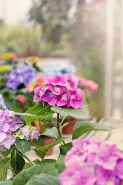 Hydrangea macrophylla. Güzel çiçekler.
