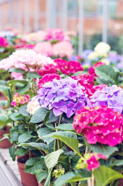 Hydrangea macrophylla. Güzel çiçekler.