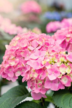 Hydrangea macrophylla. Güzel çiçekler.