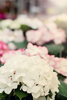 Hydrangea macrophylla. Güzel çiçekler.