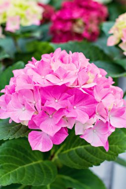 Hydrangea macrophylla. Güzel çiçekler.