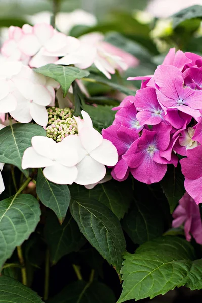 Ortensia macrophylla. Bellissimi fiori . — Foto Stock