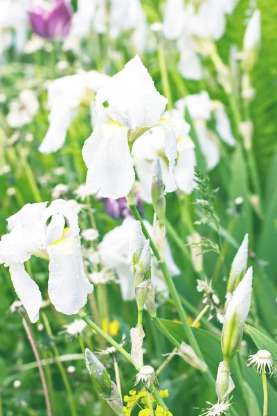 White irises in the garden — Stock Photo, Image