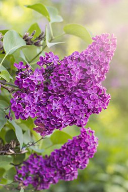 Leylak ağacının Bahar, çiçekler