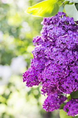 Leylak ağacının Bahar, çiçekler