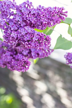 Leylak ağacının Bahar, çiçekler