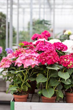 Hydrangea macrophylla. Güzel çiçekler