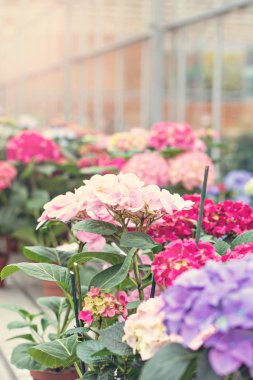 Hydrangea macrophylla. Güzel çiçekler