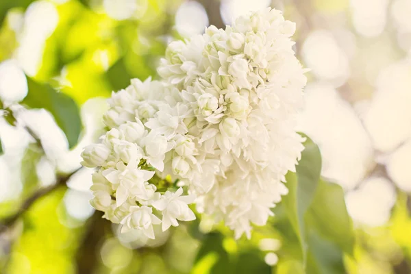 Flowers of lilac tree at spring — Stock Photo, Image