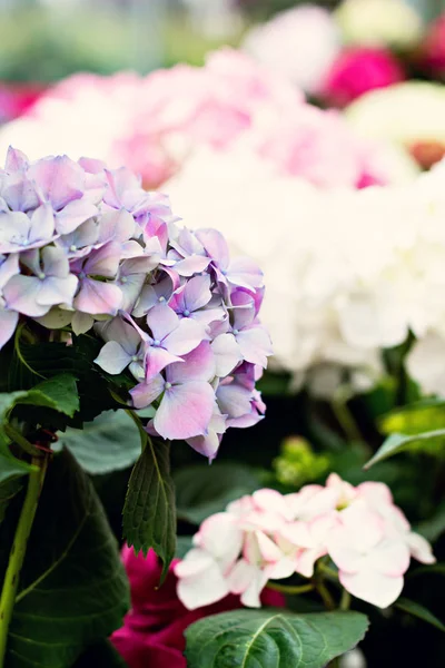 Hortênsia macrófila. Lindas flores — Fotografia de Stock