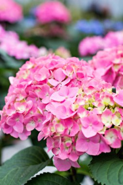 Hydrangea macrophylla. Güzel çiçekler