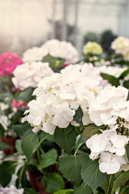 Hydrangea macrophylla güzel çiçekler.