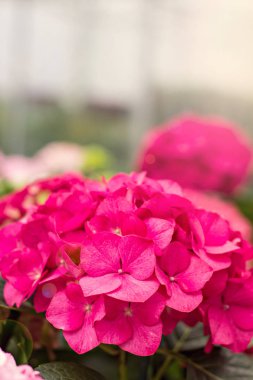 Hydrangea macrophylla güzel çiçekler.