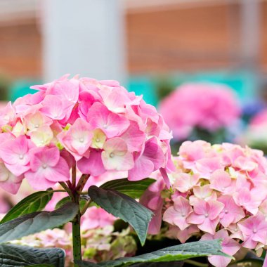Hydrangea macrophylla güzel çiçekler.