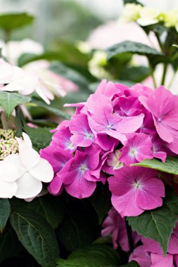 Hydrangea macrophylla güzel çiçekler.