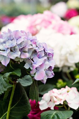 Hydrangea macrophylla güzel çiçekler.