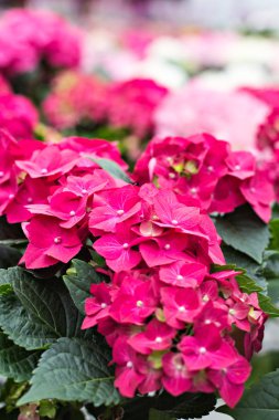 Hydrangea macrophylla güzel çiçekler.