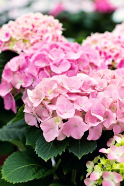 Hydrangea macrophylla güzel çiçekler.