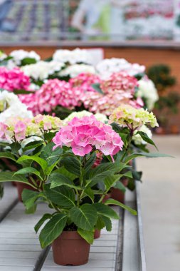 Hydrangea macrophylla güzel çiçekler.