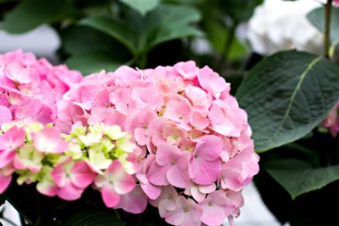 Hydrangea macrophylla güzel çiçekler.