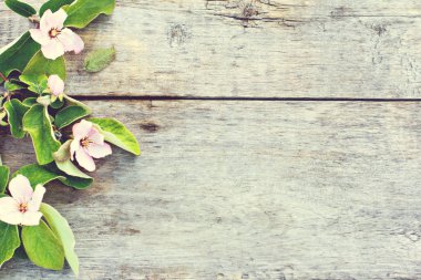 Bahar çiçekli ağaçlar.