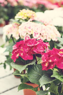 Ortanca çiçek güzel bush