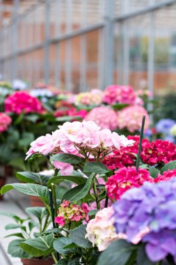 Hydrangea macrophylla. Doğada Güzellik